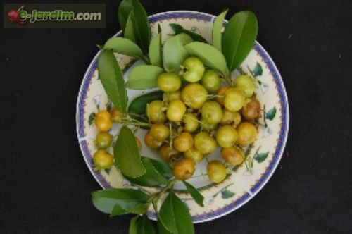 گیلاس برزیلی